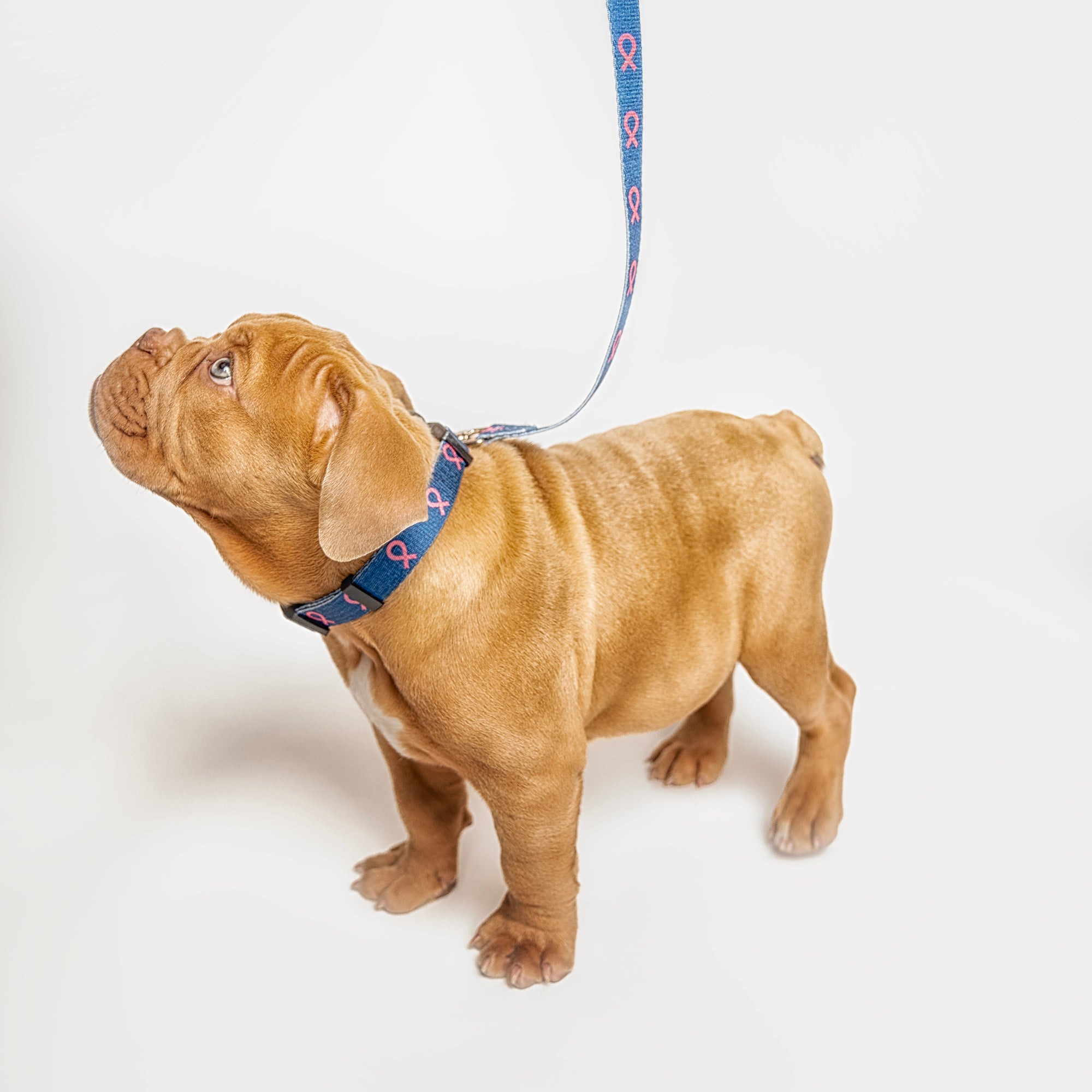 Pink Ribbon Pet Collar - Navy - NBCF