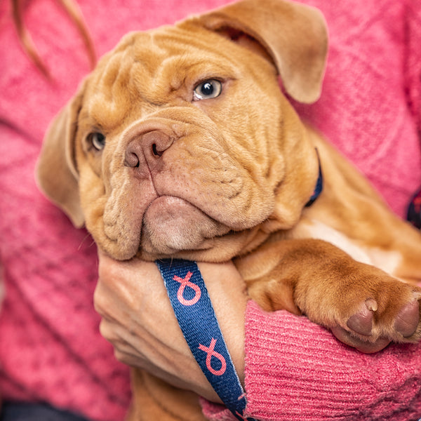 Pink Ribbon Pet Leash - Navy - NBCF