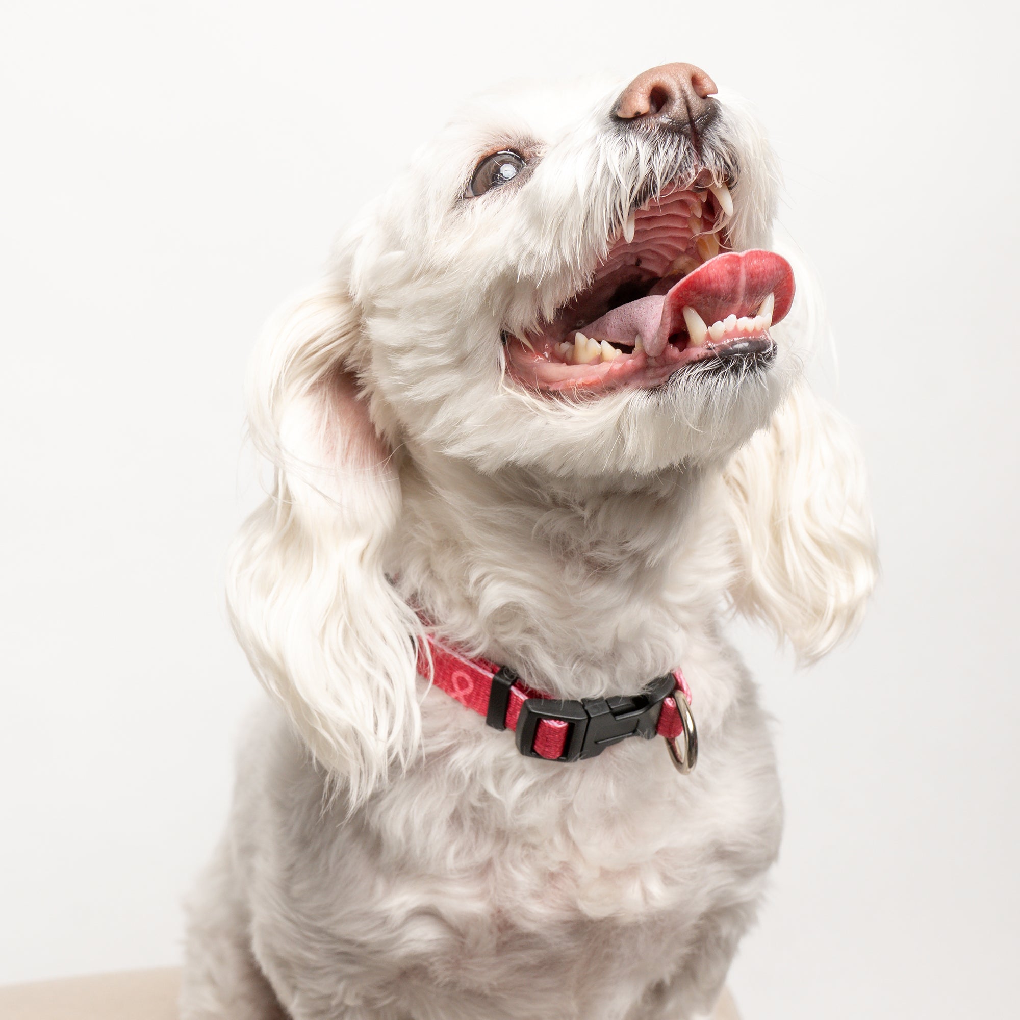 Pink Ribbon Pet Collar - Pink - NBCF