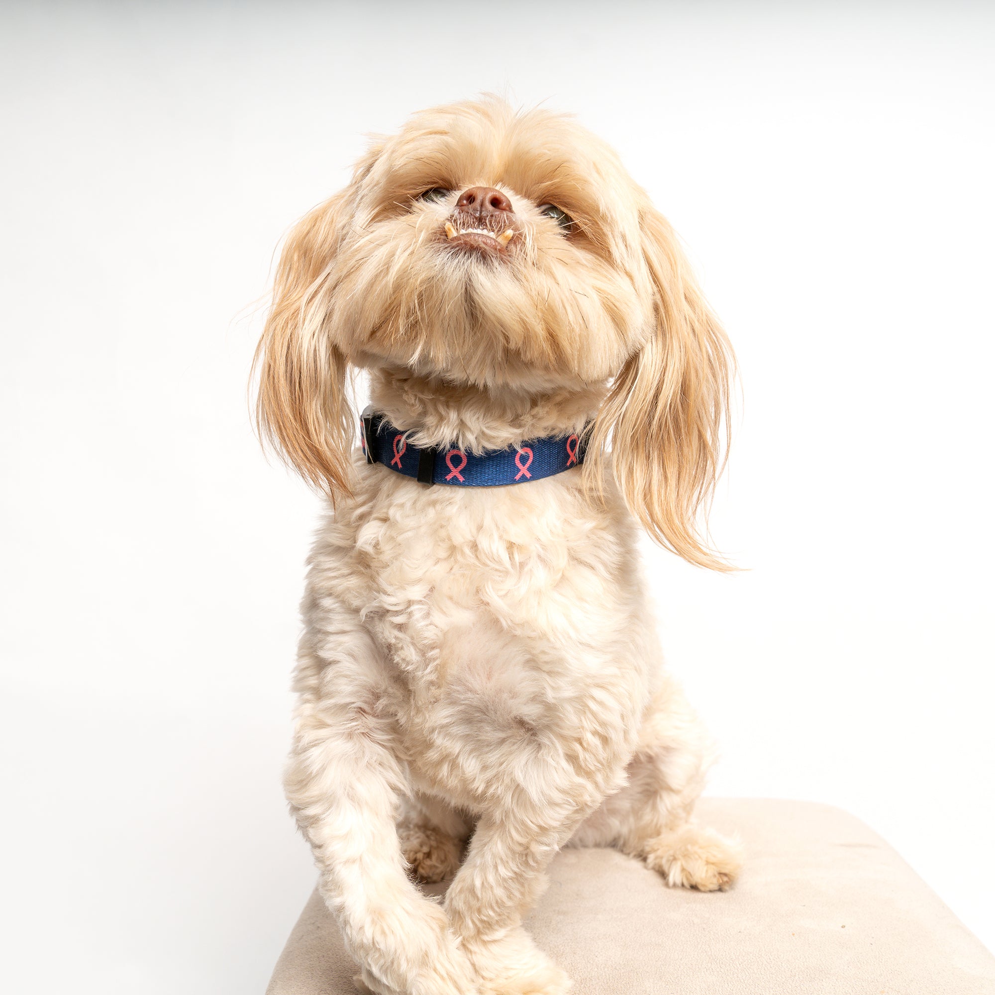 Pink Ribbon Pet Collar - Navy - NBCF