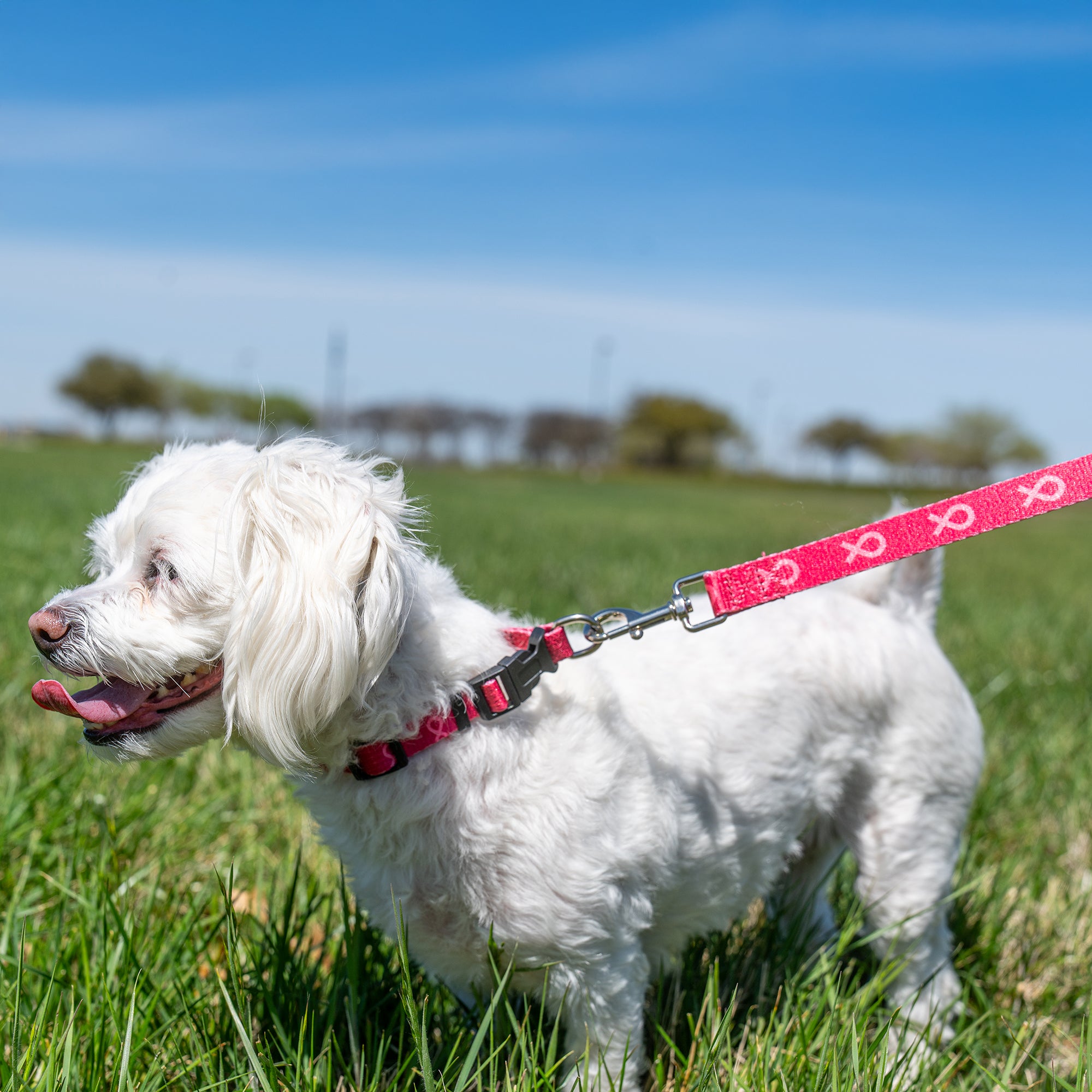 Pink Ribbon Pet Collar - Pink - NBCF