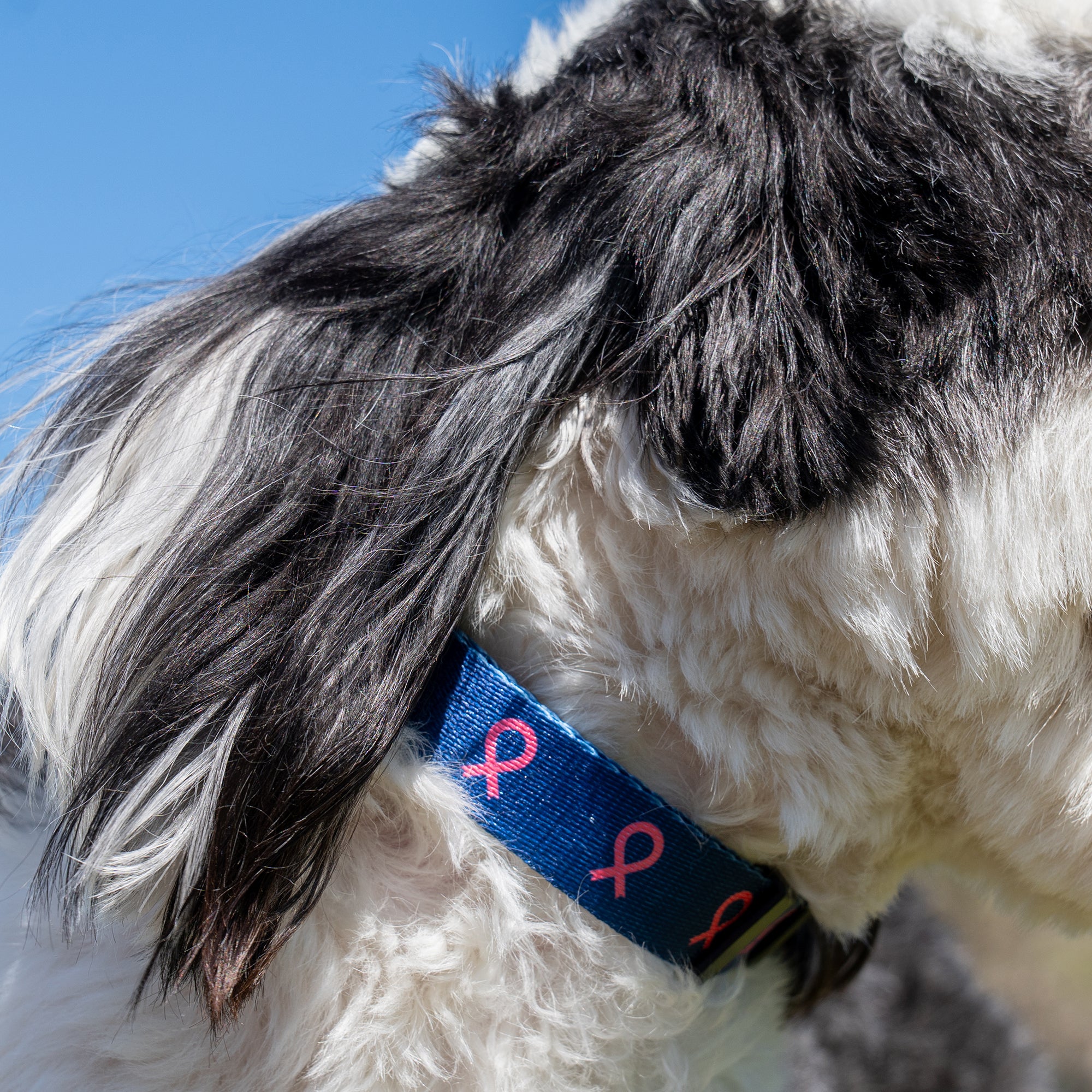 Pink Ribbon Pet Collar - Navy - NBCF