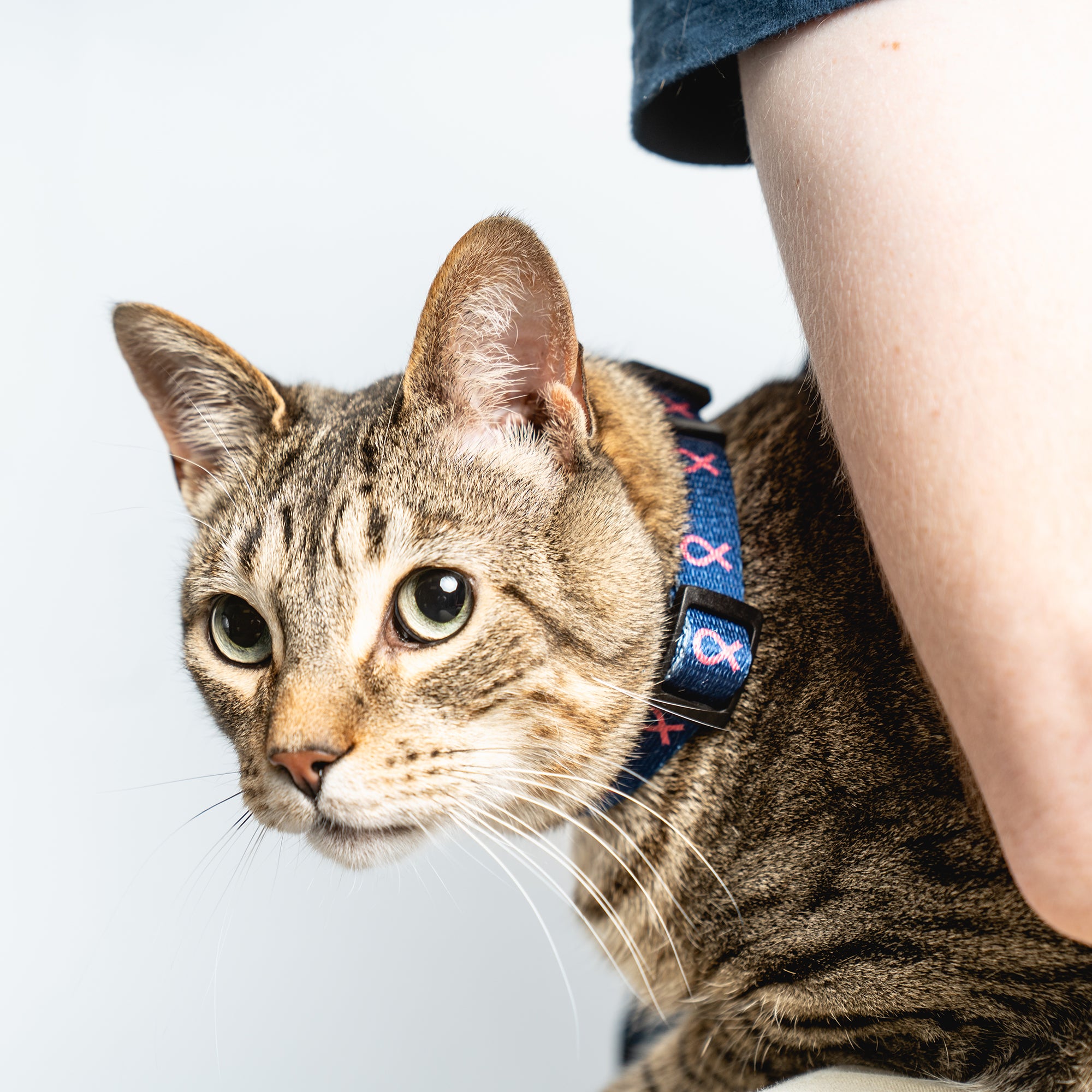 Pink Ribbon Pet Collar - Navy - NBCF