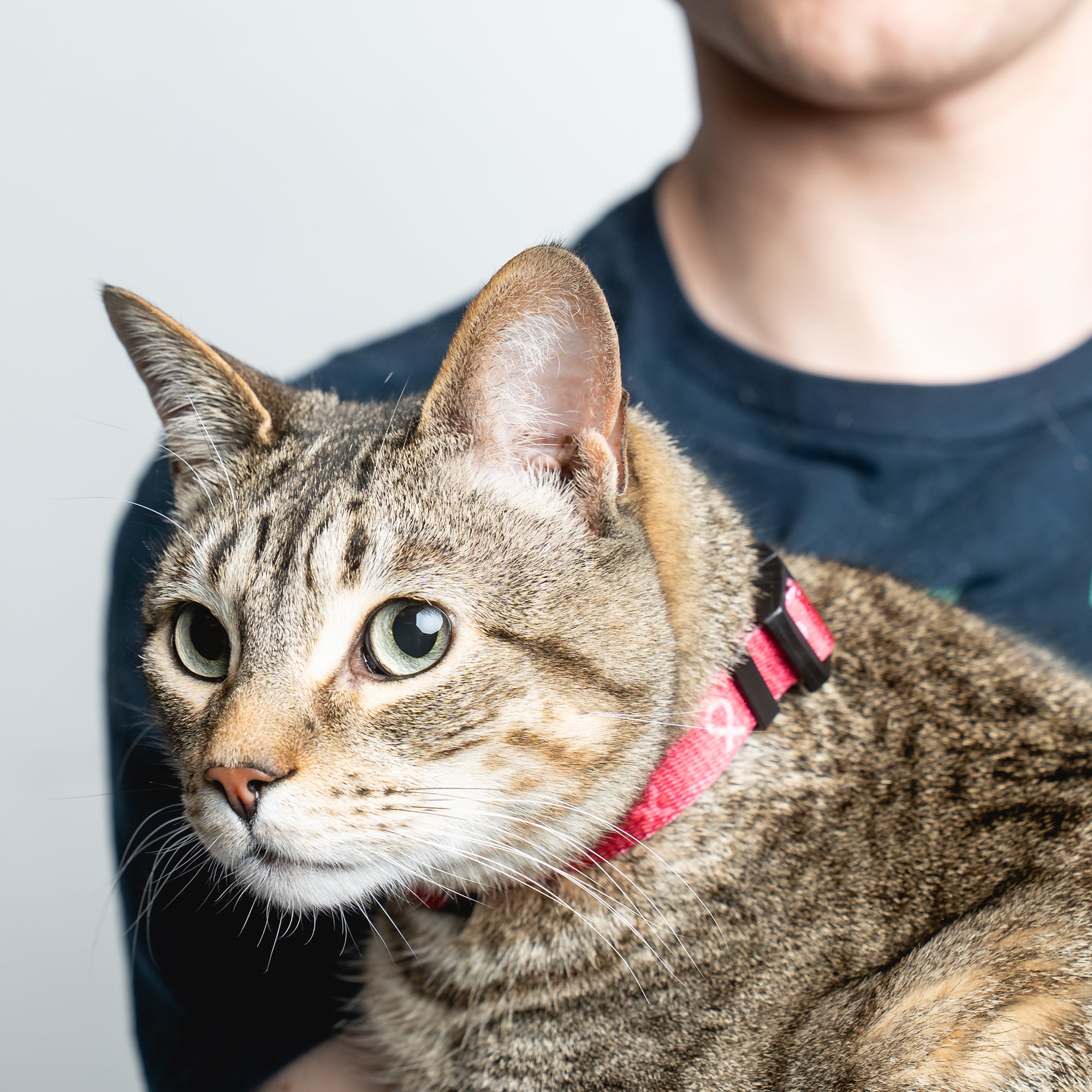 Pink Ribbon Pet Collar - Pink - NBCF