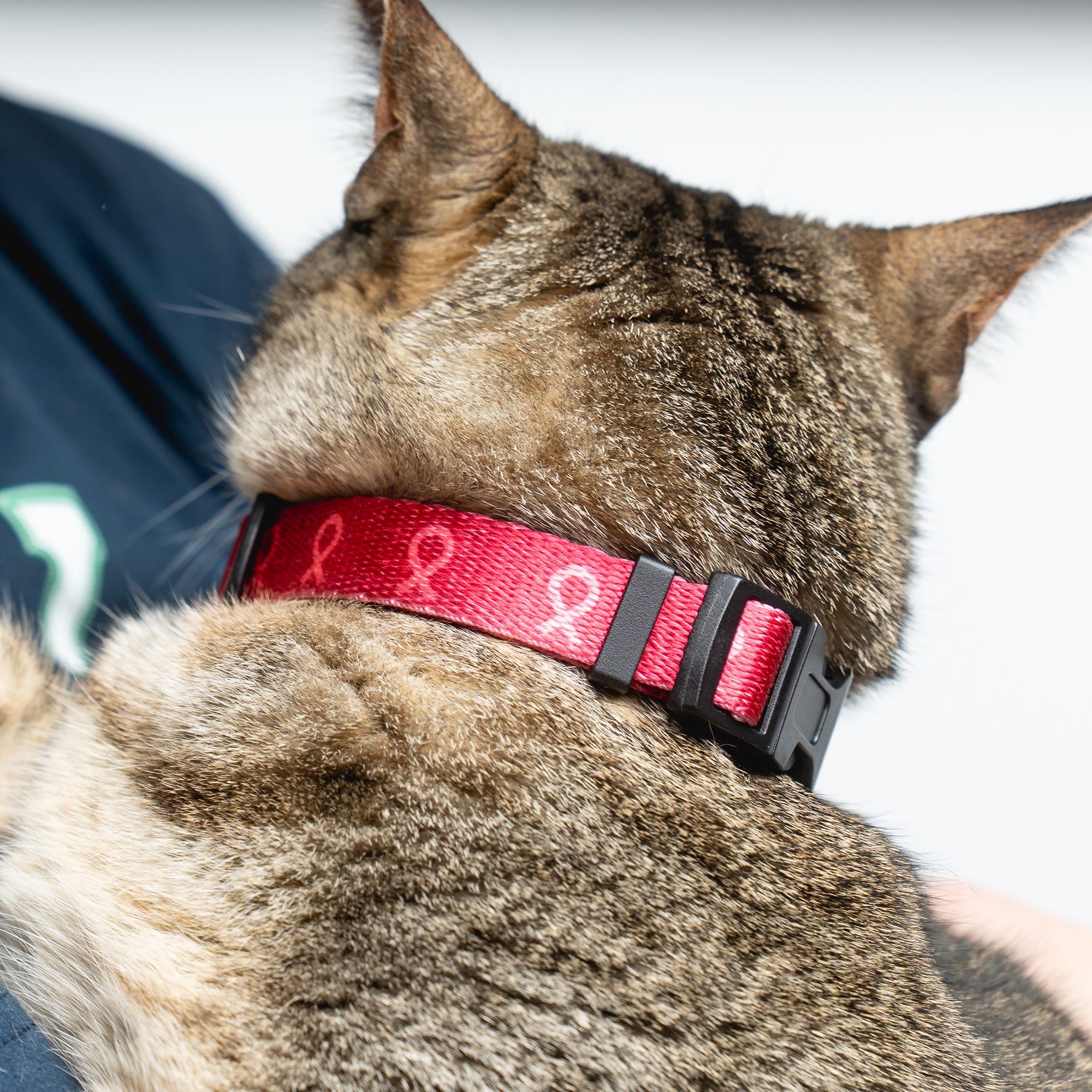 Pink Ribbon Pet Collar - Pink - NBCF