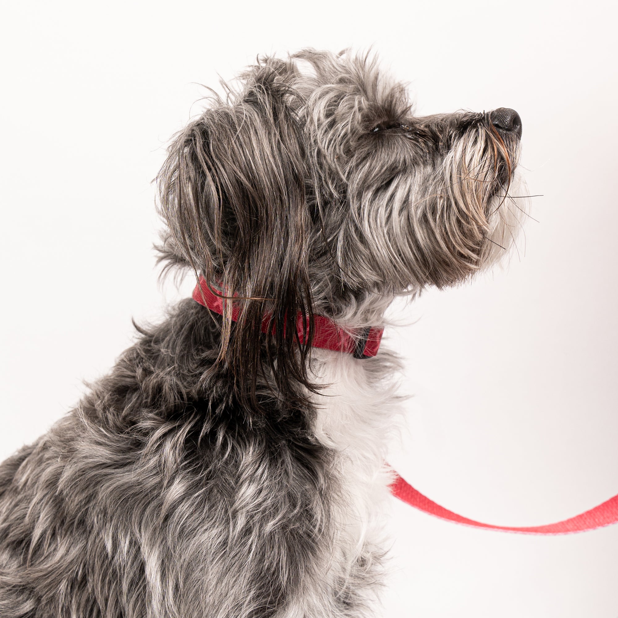 Pink Ribbon Pet Collar - Pink - NBCF